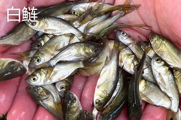 白鲢跟花鲢的区别，鱼头、体色、腹部均有所不同