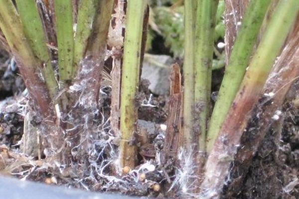 黄蝉兰的养殖方法，生长适温在15-30℃左右