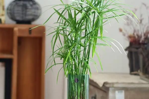 为什么家里不能养水竹，是因为其植株较为高大