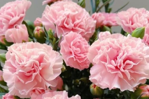 康乃馨百合玫瑰的花语，寓意感恩尊敬、百年好合等
