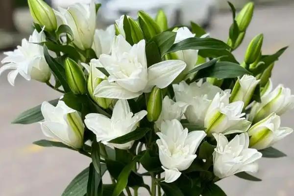 康乃馨百合玫瑰的花语，寓意感恩尊敬、百年好合等