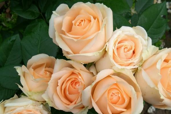 康乃馨百合玫瑰的花语，寓意感恩尊敬、百年好合等