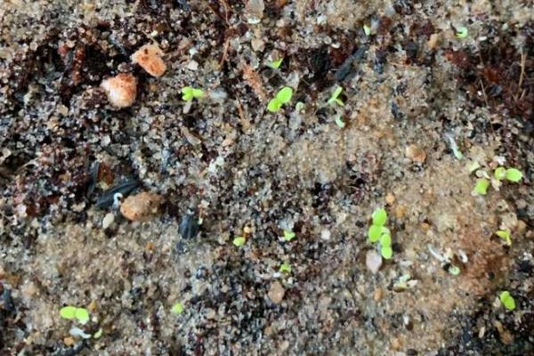 怎么种植菊花脑，浸种晾晒、经过催芽再播种