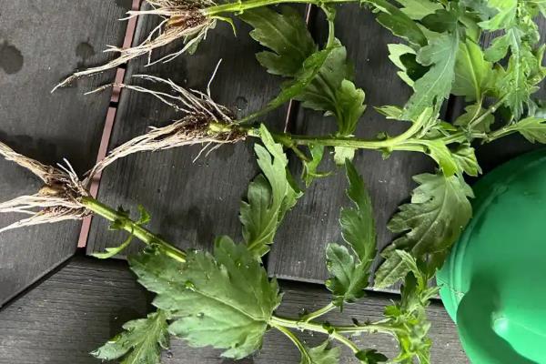 怎么种植菊花脑，浸种晾晒、经过催芽再播种