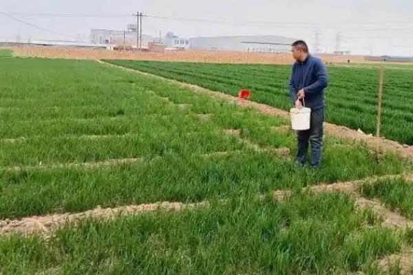 小麦黄叶病的原因，可能是土壤偏酸或浇水过多等