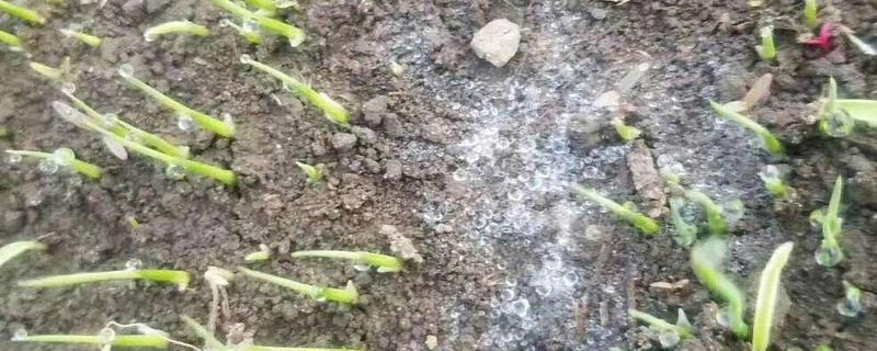 水稻苗绵腐病的症状，发病初期会在颖壳破口
