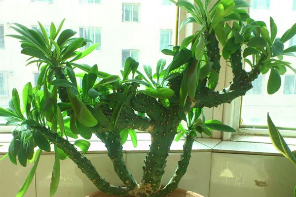 麒麟掌叶子的掉落季节，炎热的夏季便会掉叶