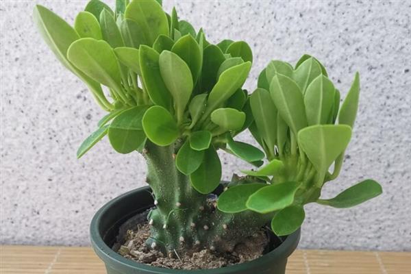 麒麟掌叶子的掉落季节，炎热的夏季便会掉叶