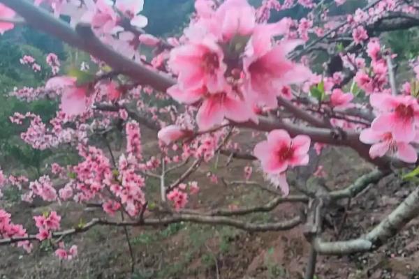 桃花夏季会不会开放，只会在春天进入花期