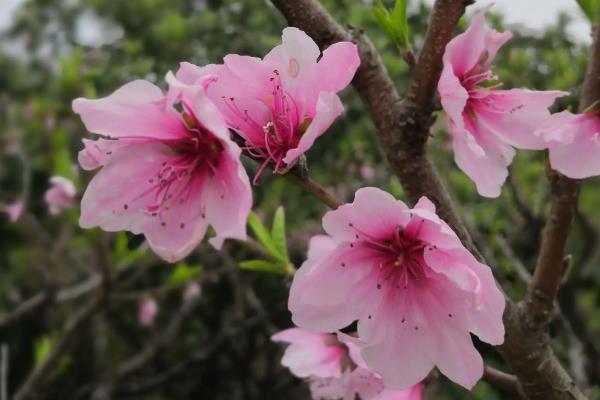 桃花夏季会不会开放，只会在春天进入花期