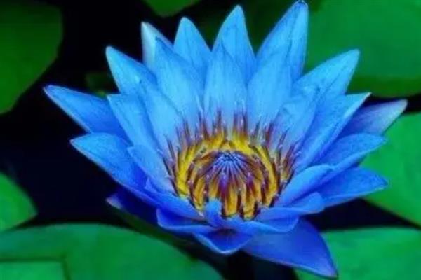曼陀罗的花语，不同颜色的花语不同