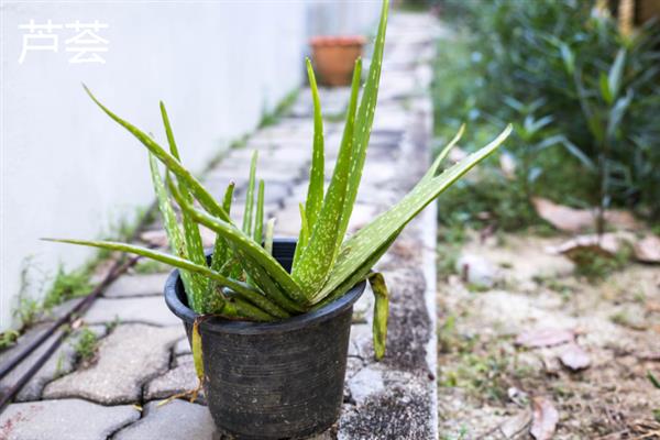 植物有哪些功能，主要有光合作用
