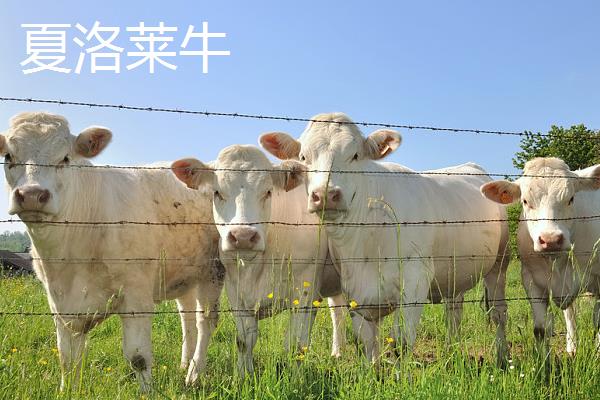 哪个品种的肉牛好养，推荐利木赞牛、夏洛莱牛等