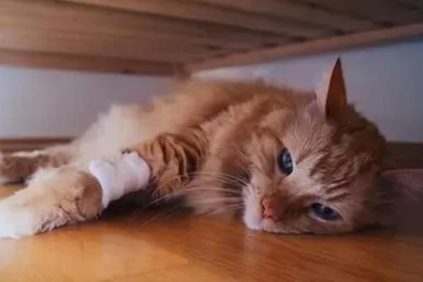 猫放屁非常臭的原因，可能是身体出现了问题