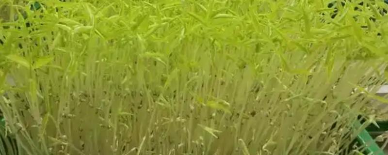 芽菜的种植方法，首先选择品质较好且抗病虫性较高的种子