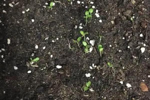 报春花如何繁殖，可播种繁殖