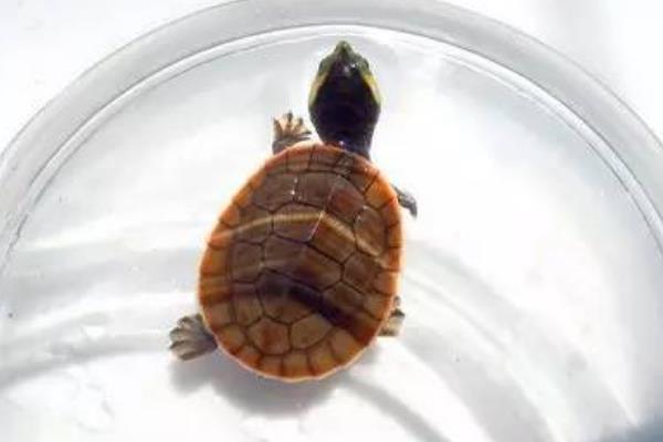 圆澳龟是不是深水龟，圆澳龟是水栖龟