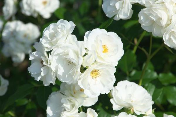 荼蘼花有什么花语，代表悲伤、最后的美、感情消散