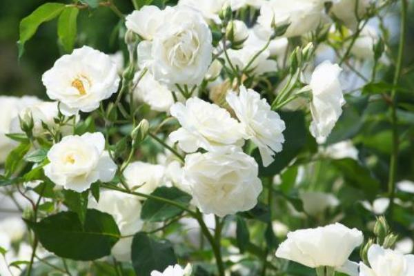 荼蘼花有什么花语，代表悲伤、最后的美、感情消散