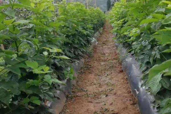 种植树莓的环境要求，光照充足的地方适合它生长