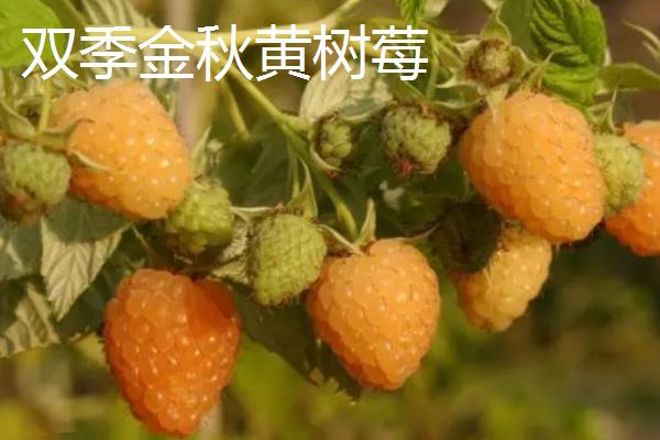 种植树莓的环境要求，光照充足的地方适合它生长