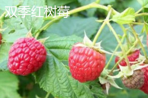 种植树莓的环境要求，光照充足的地方适合它生长