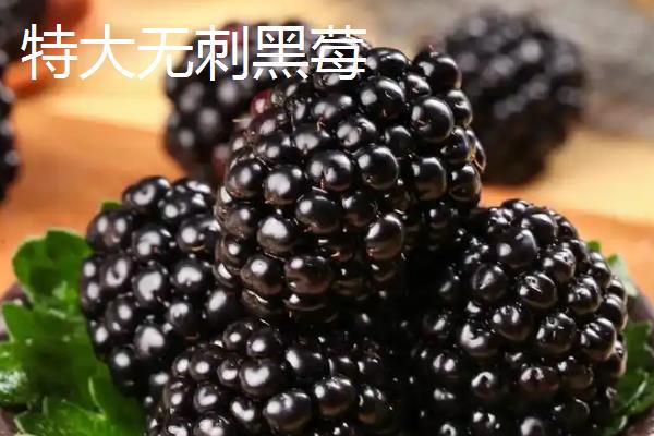 种植树莓的环境要求，光照充足的地方适合它生长