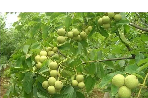 核桃什么时候环剥，以5-6月份为宜