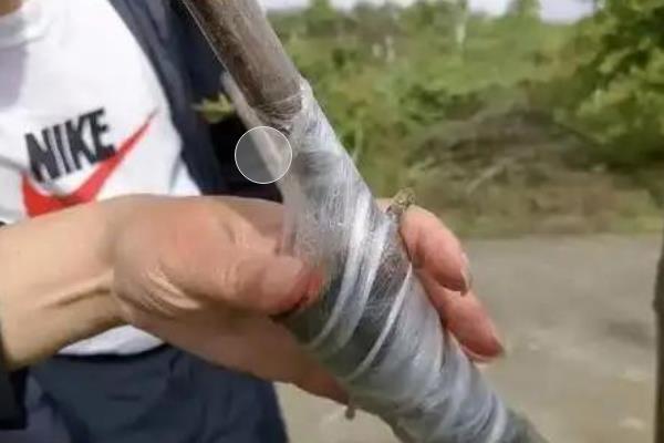 核桃什么时候环剥，以5-6月份为宜
