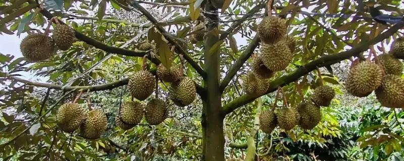 榴莲的种植条件，年降水量要达到1000毫米左右