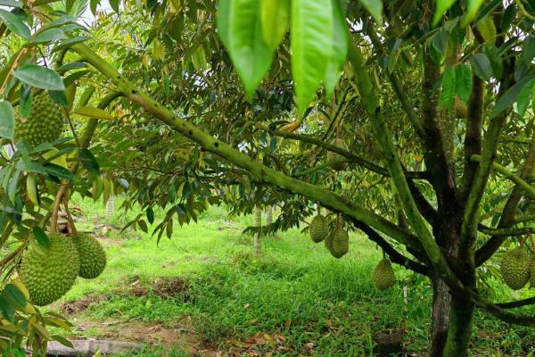 榴莲的种植条件，年降水量要达到1000毫米左右