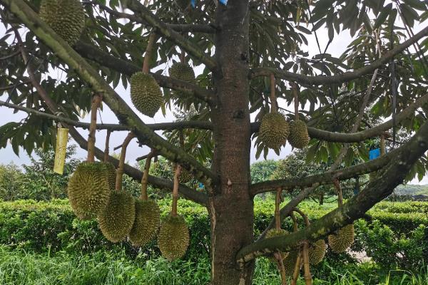 榴莲的种植条件，年降水量要达到1000毫米左右