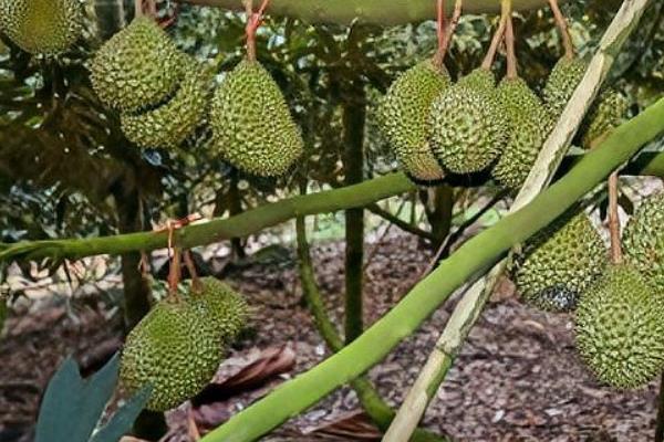榴莲的种植条件，年降水量要达到1000毫米左右