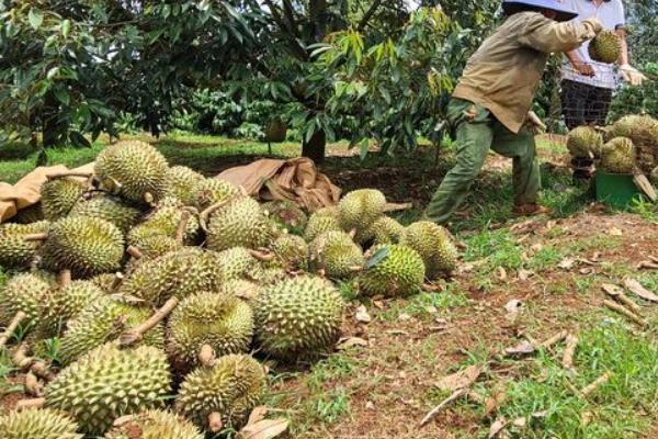 榴莲的种植条件，年降水量要达到1000毫米左右