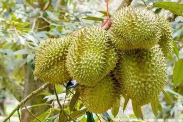 榴莲的种植条件，年降水量要达到1000毫米左右