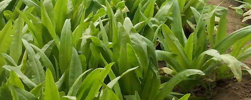 如何对油麦菜浇水才能预防霜霉病，每隔3-4天浇一次即可