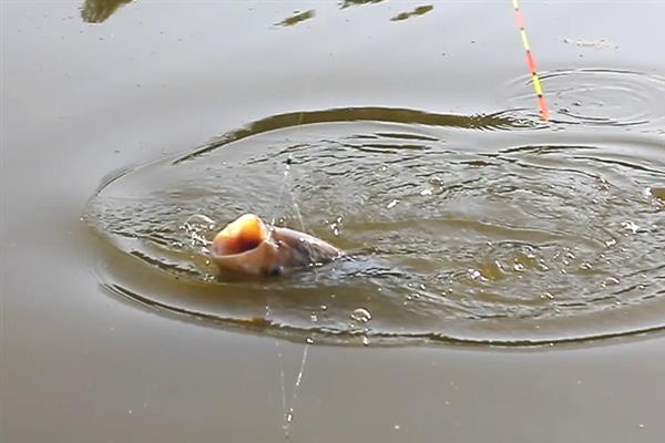 秋钓鲢鳙适合钓底还是钓浮，此时鲢鳙在上层活动一般可以钓浮