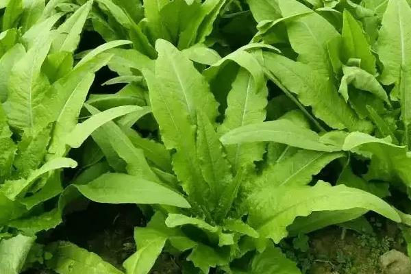 如何对油麦菜浇水才能预防霜霉病，每隔3-4天浇一次即可