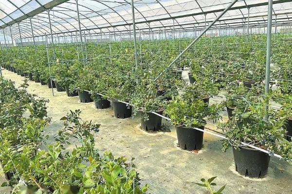 蓝莓的适宜种植地区，吉林、安徽、黑龙江等省份适合栽培