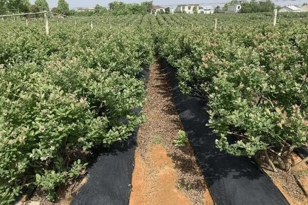 蓝莓的适宜种植地区，吉林、安徽、黑龙江等省份适合栽培