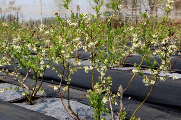 蓝莓的适宜种植地区，吉林、安徽、黑龙江等省份适合栽培