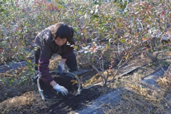 蓝莓的适宜种植地区，吉林、安徽、黑龙江等省份适合栽培