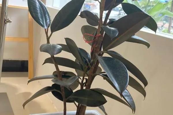 橡皮树的修剪时间，4-5月份进行为佳