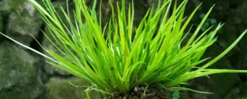 常绿且耐寒的水生植物有哪些，包括菖蒲、芦竹、旱伞等品种