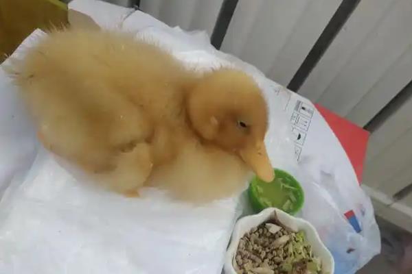 小鸭子游泳后站不起来了怎么处理，如果是缺钙则可以喂点钙片