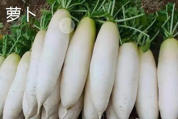 冬季能种哪些蔬菜，可选择萝卜、韭菜、菠菜等品种
