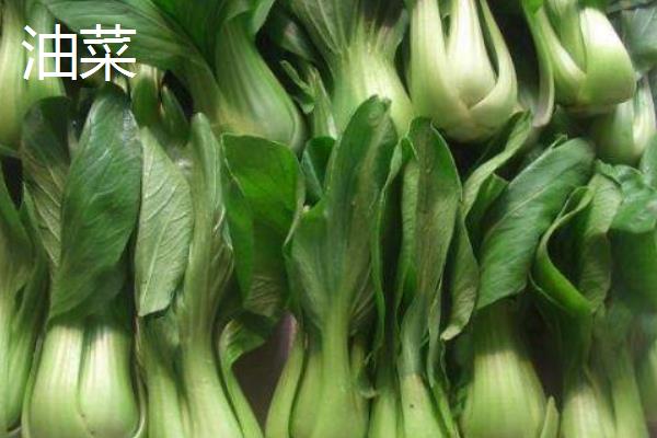 冬季能种哪些蔬菜，可选择萝卜、韭菜、菠菜等品种