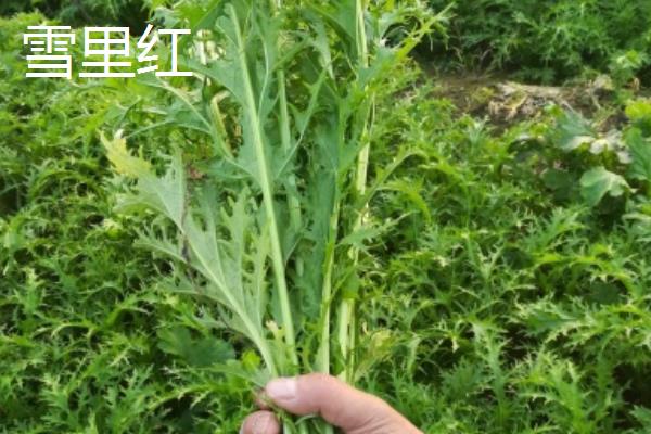 冬季能种哪些蔬菜，可选择萝卜、韭菜、菠菜等品种