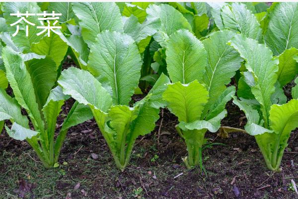 冬季能种哪些蔬菜，可选择萝卜、韭菜、菠菜等品种