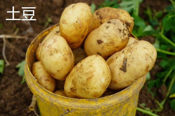 冬季能种哪些蔬菜，可选择萝卜、韭菜、菠菜等品种